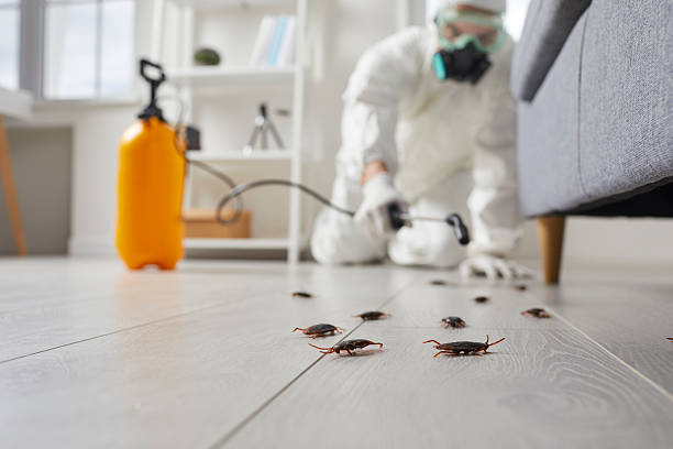 Trusted Rodent Control service in New Haven, CT - Nex Pest Control